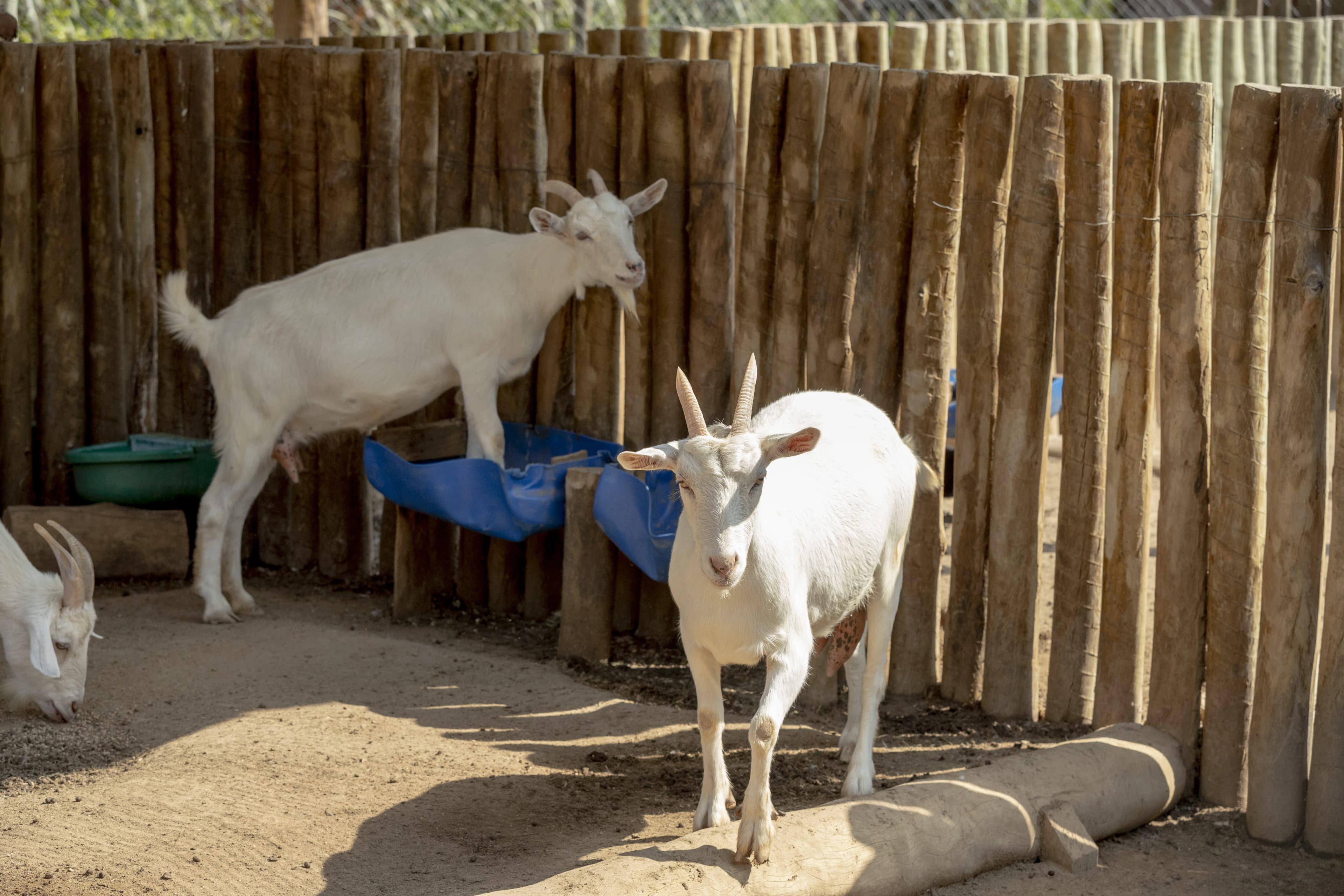 Animais da Fazenda