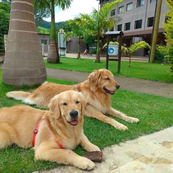 Golden Retrievers no jardim · Pet Friendly · Terra dos Sonhos